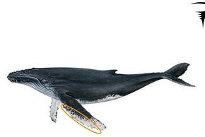 Die Brustflossen des Buckelwals waren Vorbild für das ungewöhnliche Design von Sitzrohr und Sattelstütze.