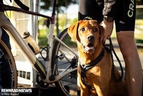 Wenn man ein wenig darüber nachdenkt, finden sich bemerkenswert viele Gemeinsamkeiten zwischen Fahrrädern und Hunden.