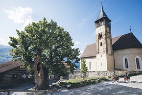 Die älteste Linde der Schweiz steht im Domleschg direkt an der Route