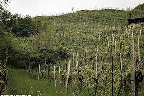 In diesem steilen Weinberg haben wir ein paar Radfahrer:innen versteckt