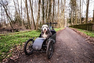 Während viele Transportlösungen für Hunde eher für kleinere Vierbeiner passend sind, eignet sich das Dog Transporter Bike auch für große Hunde.