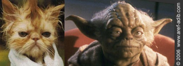 cat_yoda.jpg