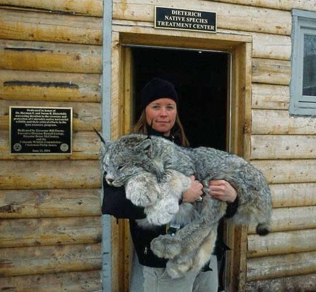 colorado-lynx.jpg