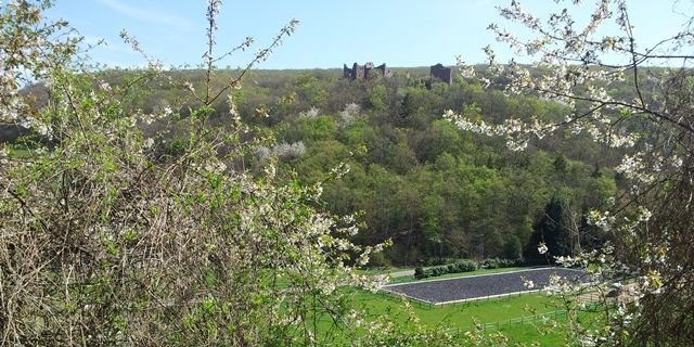 Ruine Montfort2.jpg