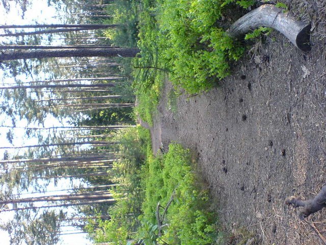 DSC00794.JPG