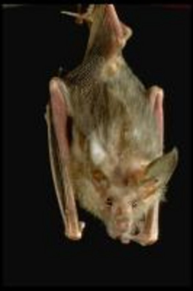 Bat_471075.jpg