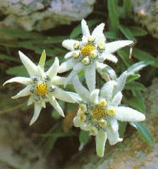 edelweiss.jpg