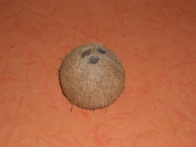 kokos1a.jpg
