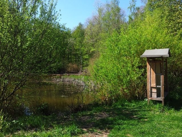 Teich ohne Mücken.jpg