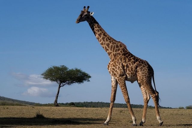 massai-giraffe.jpg