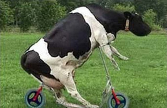 cow_biker-759356.jpg