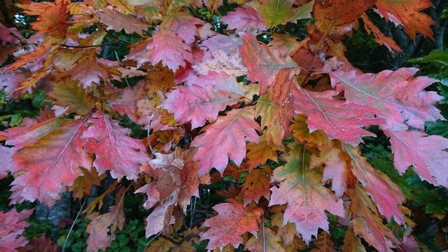 dsc_1117-jpg.1689550