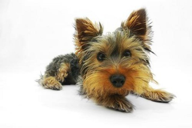 Bild Yorkshire Terrier