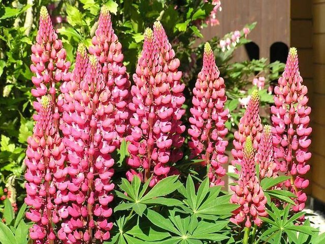 Lupine_rot.jpg