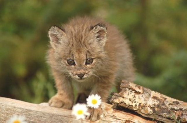 canadian-lynx-kitten.jpg