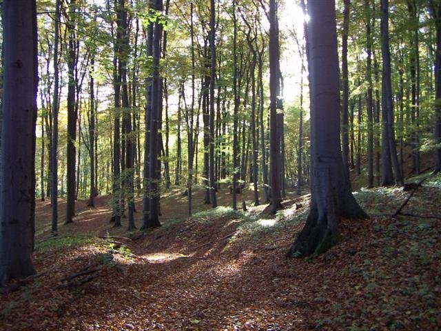 PICT0370_Small_.JPG