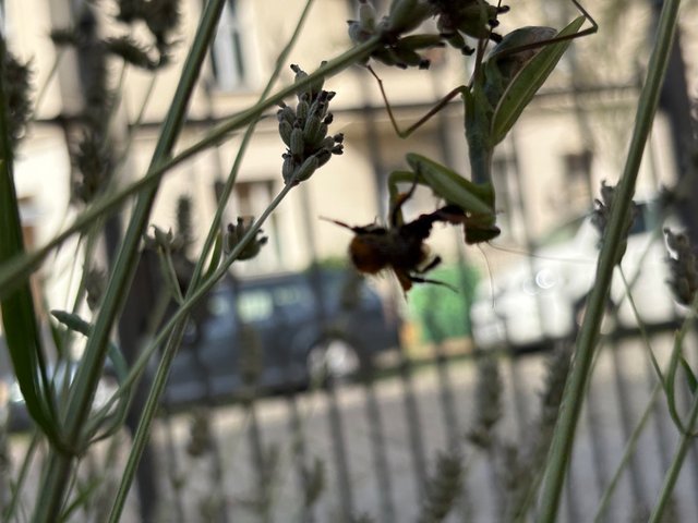 IMG_7018.jpeg