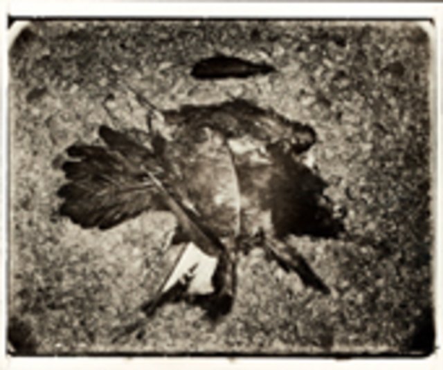 RoadKills1_Elster.jpg