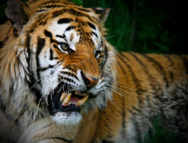 tiger-attack.jpg