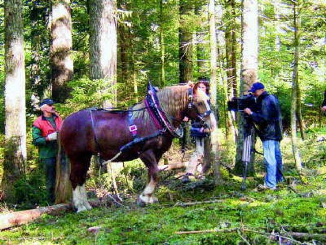 holzruecken04.jpg