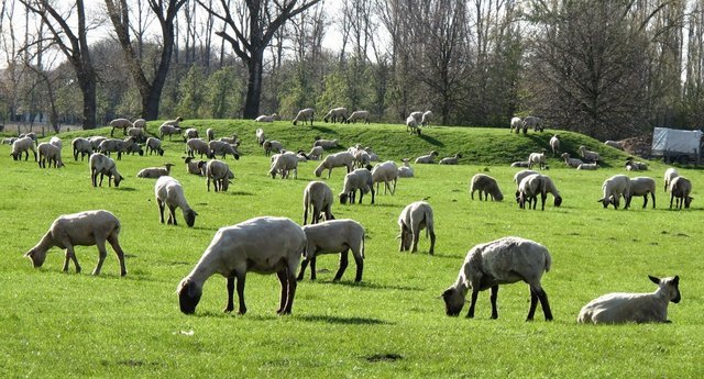 SchafeMoorwerder1024.jpg