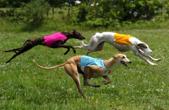 greyhound1.jpg