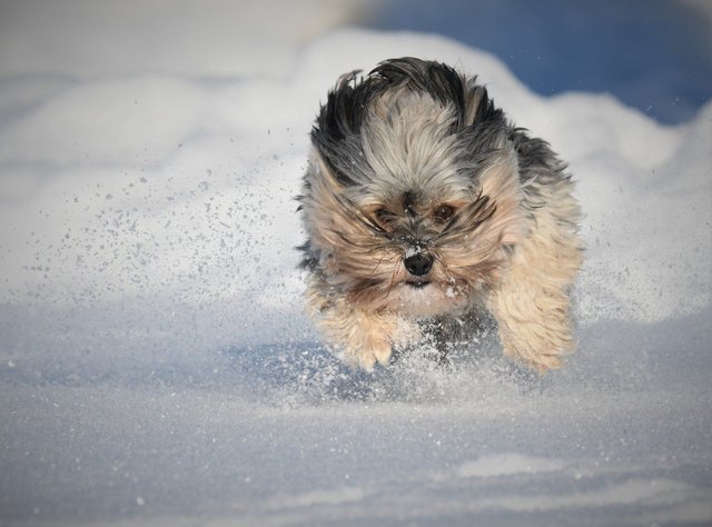 Lucky im Schnee a.JPG