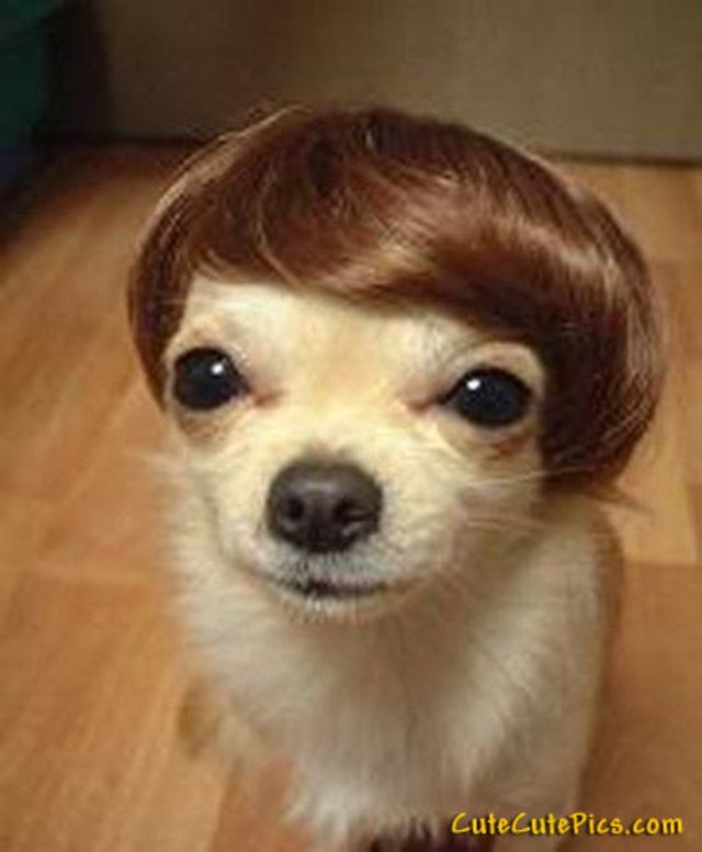 cute-dog-tupee1.jpg