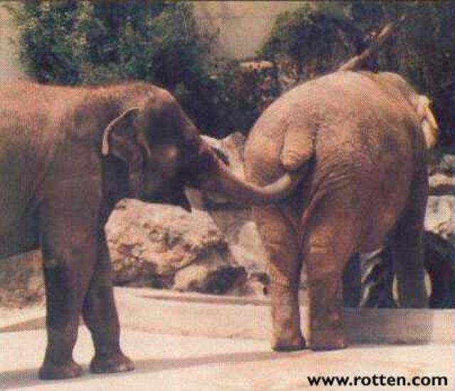 elefant_im_arsch.jpg
