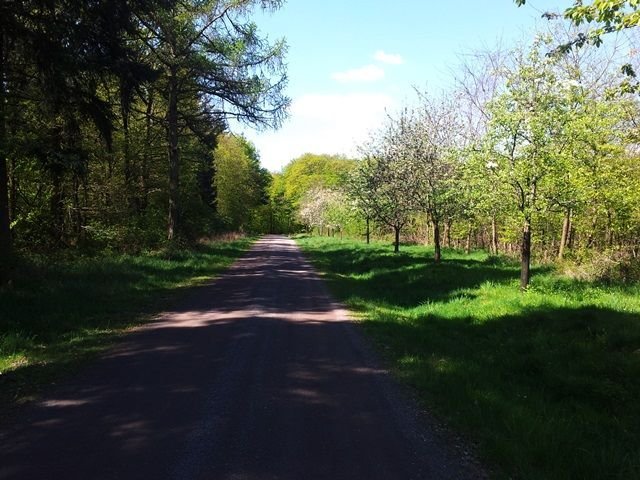 Obst im Wald.jpg