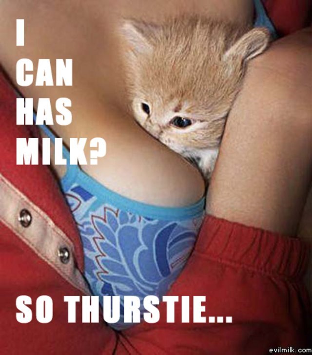 lolcat_milk2.jpg