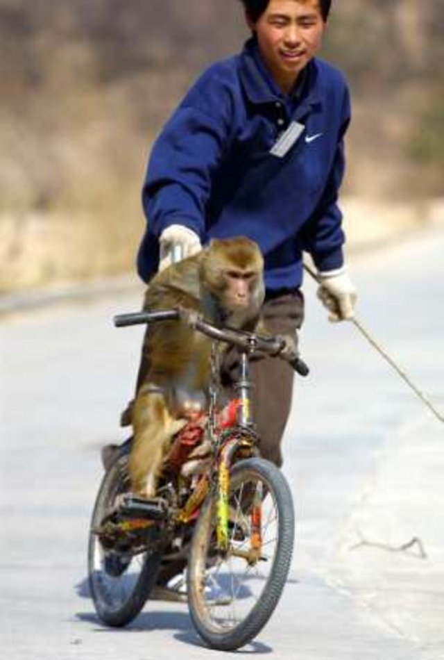 monkey_bike.jpg