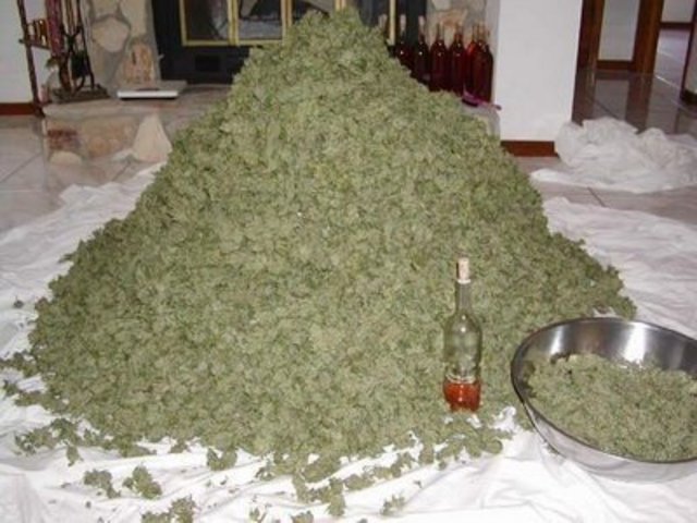 1367024780_lots_of_weed.jpg