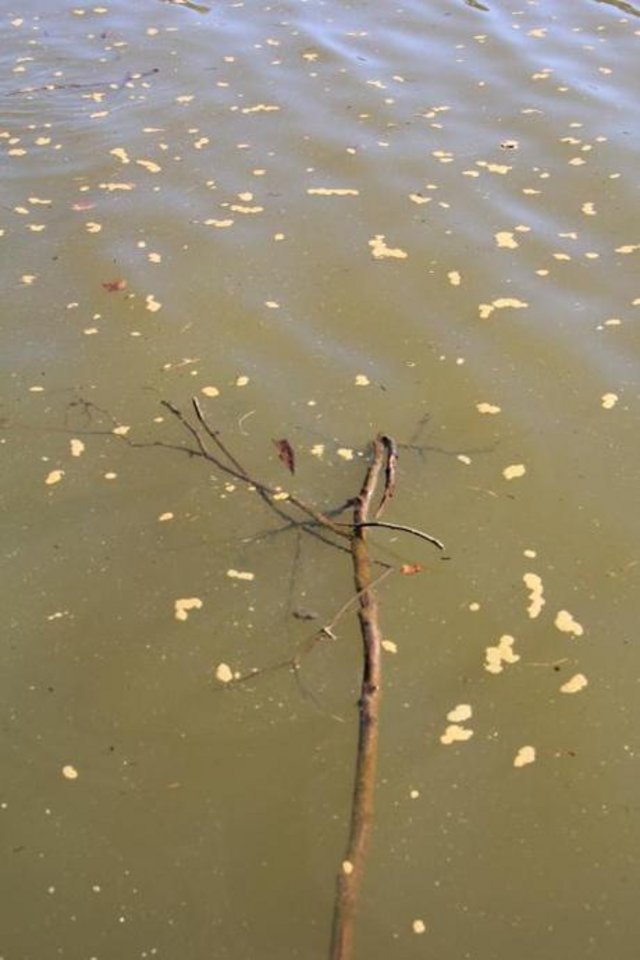 schmutzwasser-L-GifiNY.jpeg