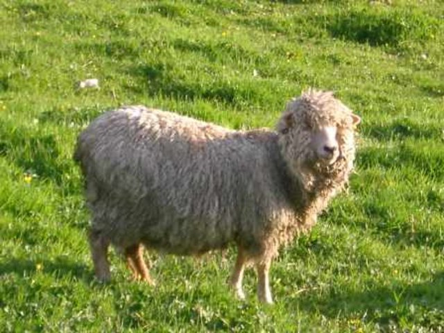 scotland_schaaf.jpg