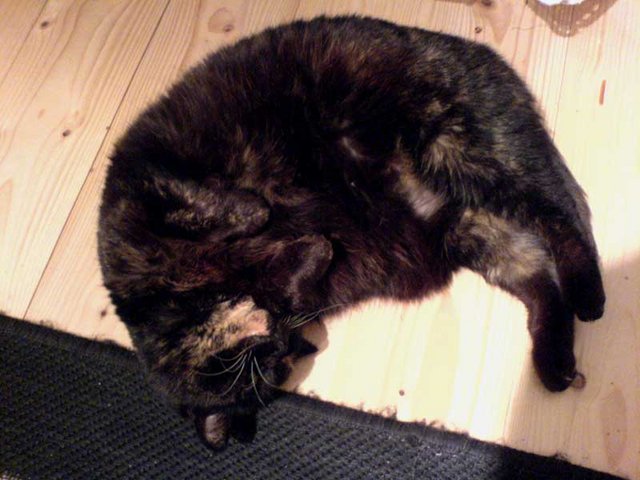fatcat.jpg