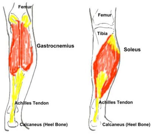 calf_muscle.jpg