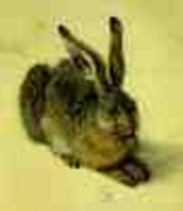 hare.small.jpg