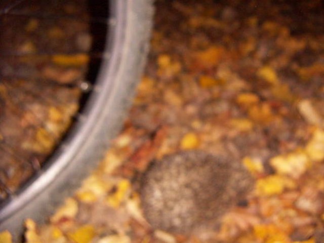 PICT00027.JPG