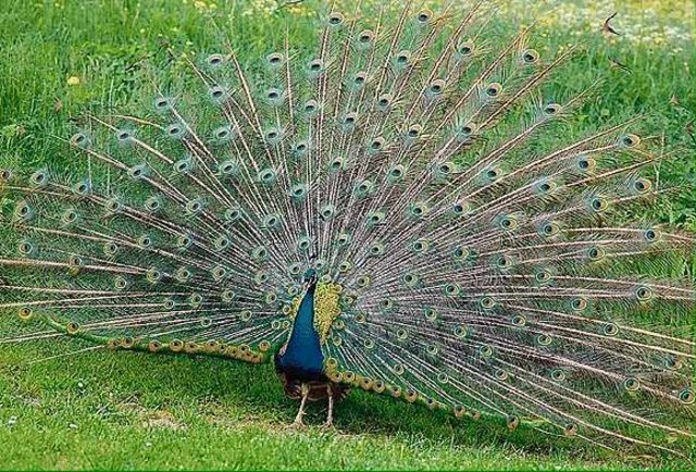 grosser-pfau.jpg