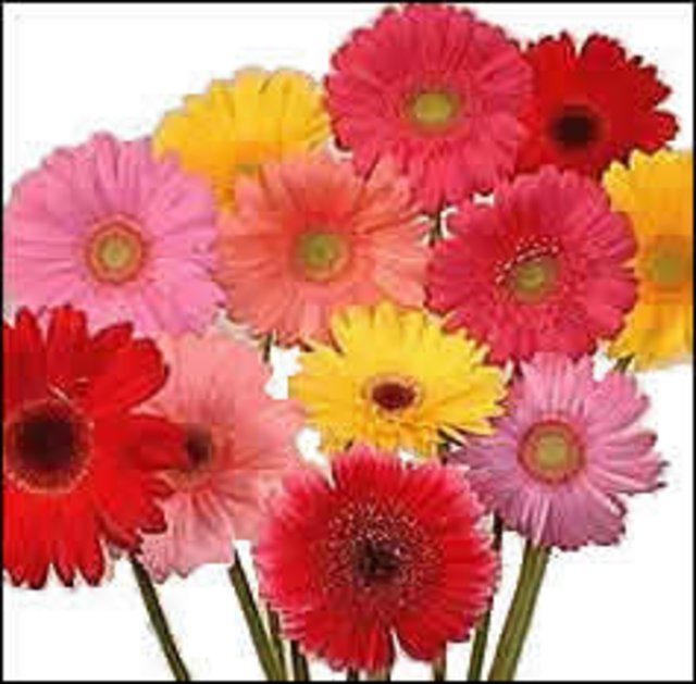 gerbera.jpg