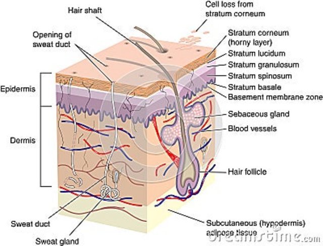 skin-cross-section-9845525.jpg