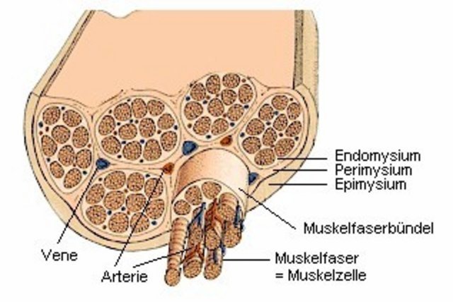 muskelaufbau.jpg