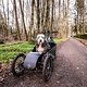 Während viele Transportlösungen für Hunde eher für kleinere Vierbeiner passend sind, eignet sich das Dog Transporter Bike auch für große Hunde.